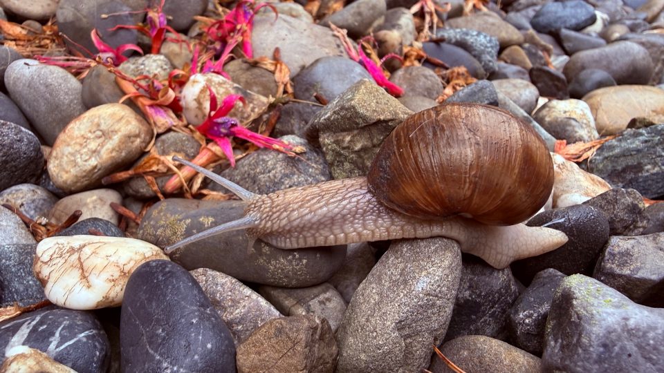 Eine Schnecke mit gewölbtem, braun gestreiftem Haus kriecht über graue, braune und weisse Kieselsteine. Links oben liegen verwelkte, leuchtend pinkfarbene Blüten und trockene Blätter. Die Steine wirken feucht, das Licht ist weich.